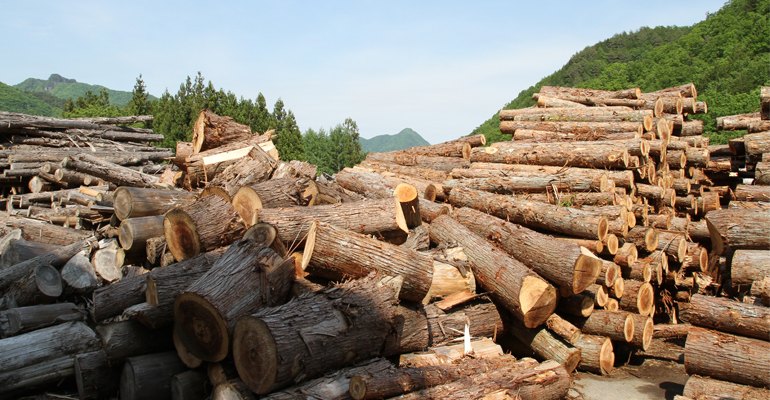 Japanese cedar (Cryptomeria japonica) logs and off-cuts stockpiled at a pellet plant. The species is endemic and accounts for around 44 percent of the plantation forest estate.