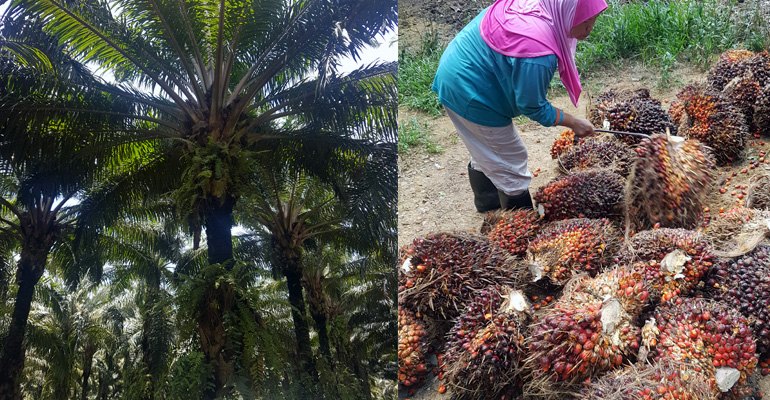Commercial oil palm production in Malaysia celebrates its centenary in 2017 (photos courtesy Gustav Melin).