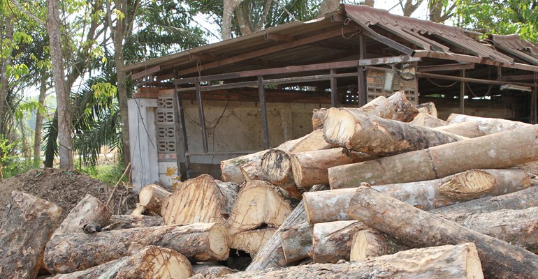 Harvested rubberwood logs awaiting scaling at a Thai sawmill. The wood value chain alone is worth ≈ US$5 billion.