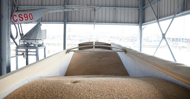 Wheat sampling (photo courtesy Vivergo Fuels).