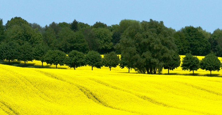 Flowering rapeseed risks becoming a rarer sight in the European agricultural landscape if EC's post 2020 proposal for first generation biofuels is passed warn oilseed stakeholders (photo courtesy UFOP).