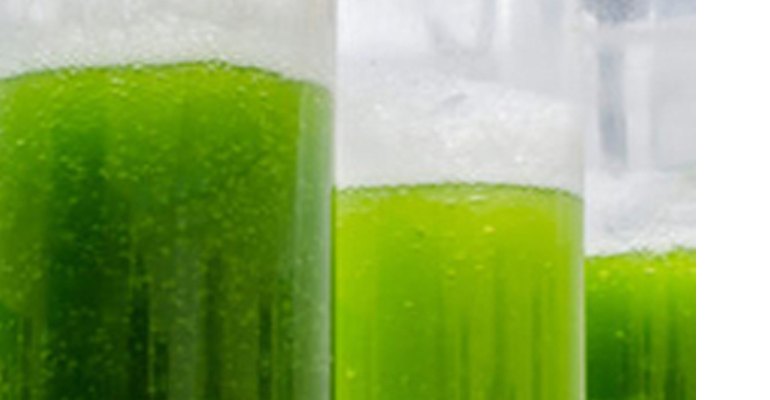 Algae in tubes (photo courtesy Syracuse University).