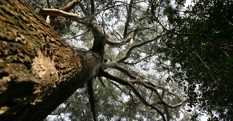 European Investment Bank (EIB) and Ireland Strategic Investment Fund (ISIF) have agreed to back a new initiative expected to support EUR 112 million of new investment in privately owned forests across Ireland.