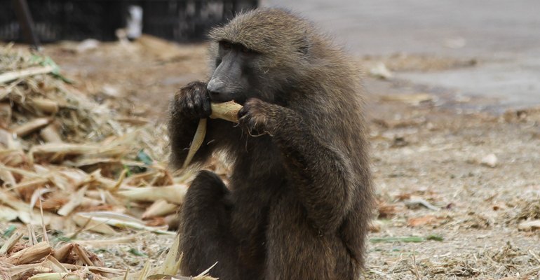A baboon caught in the act of pilfering biomass feedstock from its rightful owner.