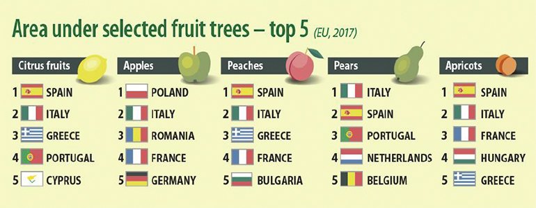 Spain was the leading EU Member State in terms of the total production area of fruit in 2017 and also in terms of production area for several fruit categories (graphic courtesy Eurostat).
