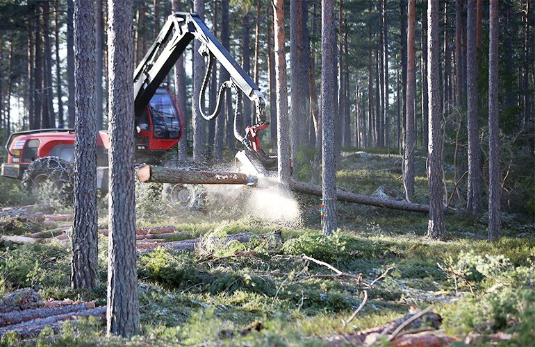A cut-to-length harvester bucking a log directly after felling the tree in the forest.