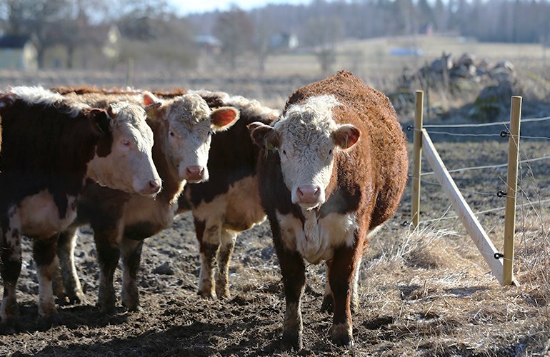 Bullocks in a farm yard.