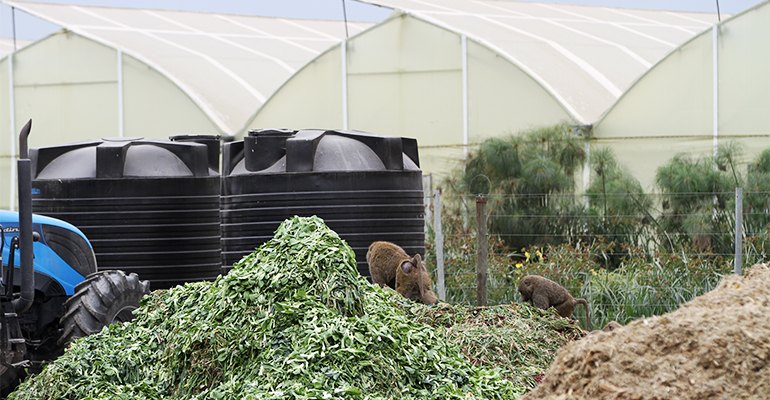 Baboons scavenge a recent delivery of vegetable waste at a biogas plant in Kenya.