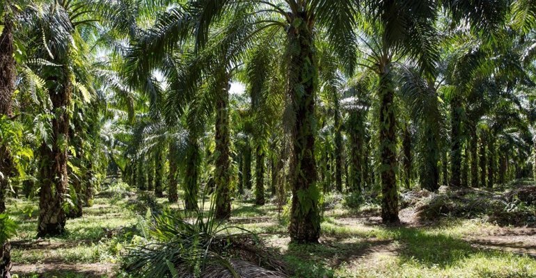 Inside an oil palm plantation (photo courtesy RSPO).