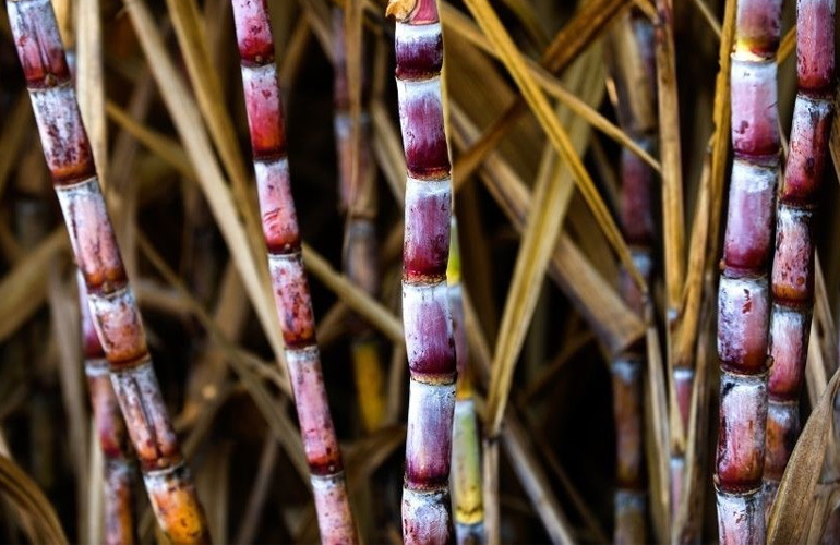 Raízen and ASR Group annouce sugarcane supply chain partnership