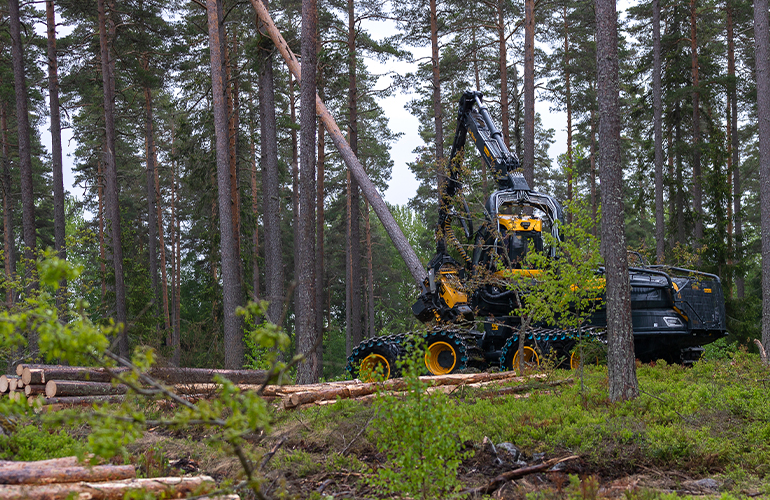 Updated SNS report provides nuanced view of the Nordic forest sector