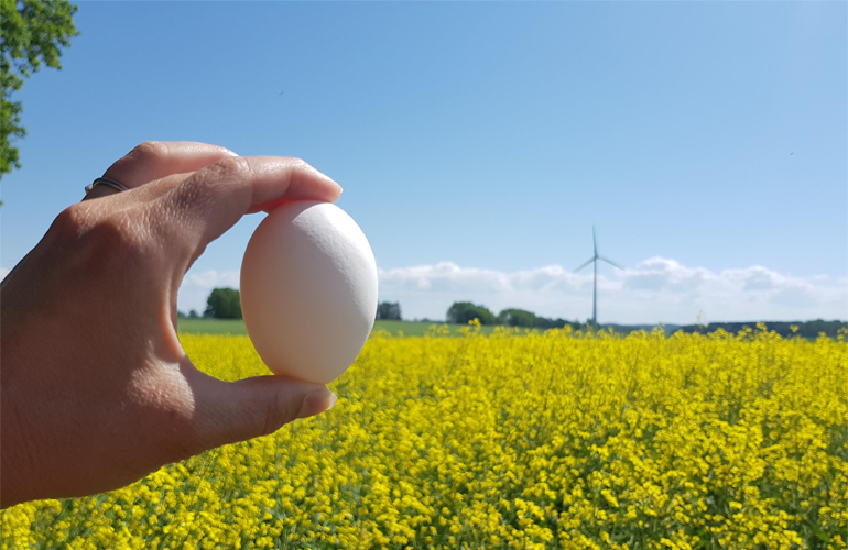 Ductor signs deal with Sweden’s largest egg producer
