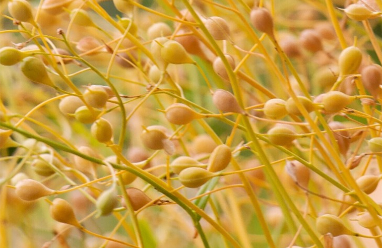 LDC and GCE to promote camelina in South America