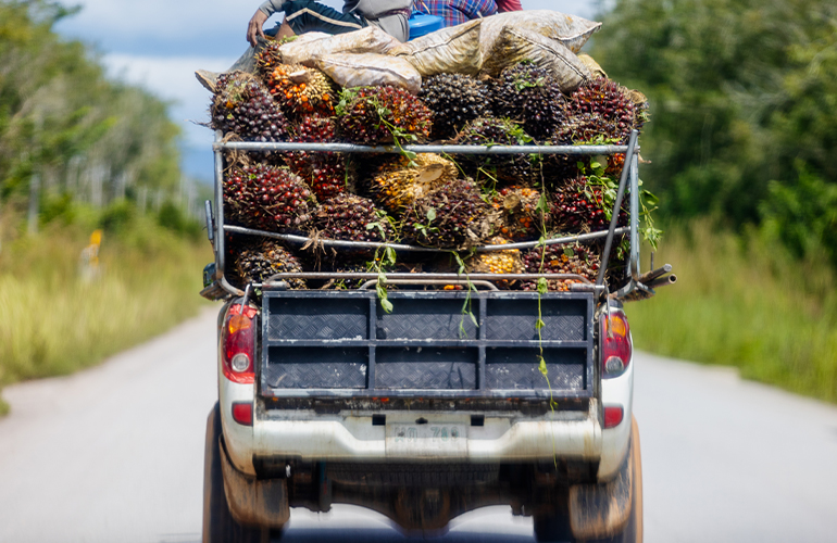 Thai palm oil mills to support farmers in achieving RSPO sustainability standards