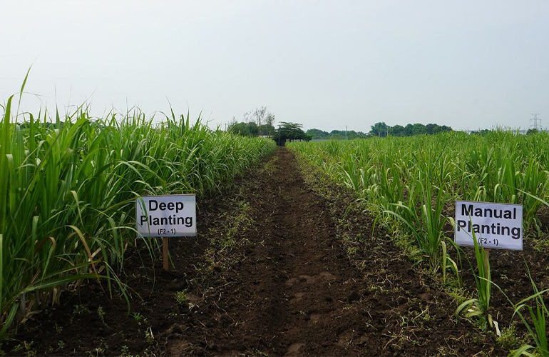 Yanmar and JIRCAS establish deep-planting tech for enhanced sugarcane yields