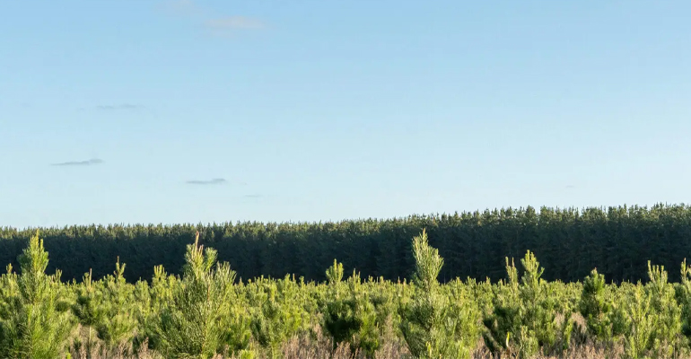 OneFortyOne and HAMR Energy enter biomass MoU